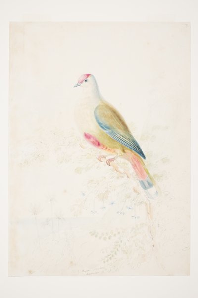 Pigeon (size of life) Loyalty Isles by Charles Heaphy by Charles Heaphy